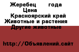 Жеребец 2008 года › Цена ­ 100 - Красноярский край Животные и растения » Другие животные   
